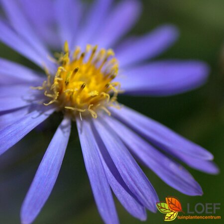 Aster cordifolius 'Little Carlow' P9 - afbeelding 2