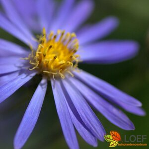 Aster cordifolius 'Little Carlow' P9 - afbeelding 2
