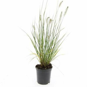 Pennisetum alopecuroides 'Hameln' C2 - afbeelding 4