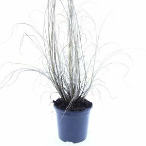 Pennisetum alopecuroides 'Hameln' C2 - afbeelding 12