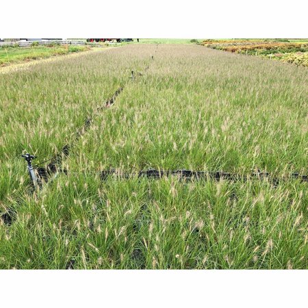 Pennisetum alopecuroides 'Hameln' C2 - afbeelding 31