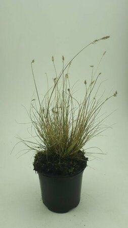 Pennisetum alopecuroides 'Little Bunny' C2 - afbeelding 6