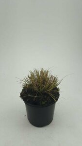 Pennisetum alopecuroides 'Little Bunny' C2 - afbeelding 7