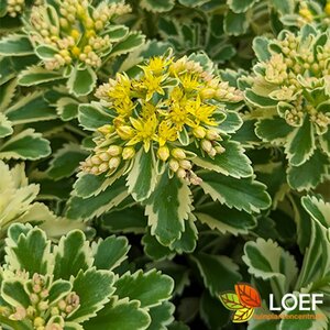 Sedum tak. 'Atlantis' P9