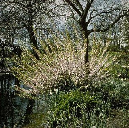 Prunus triloba ST. 120 C.