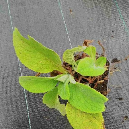 Digitalis purpurea 'Alba' C2 - afbeelding 5