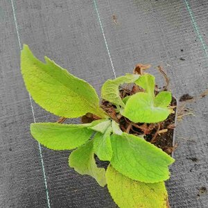 Digitalis purpurea 'Alba' C2 - afbeelding 5