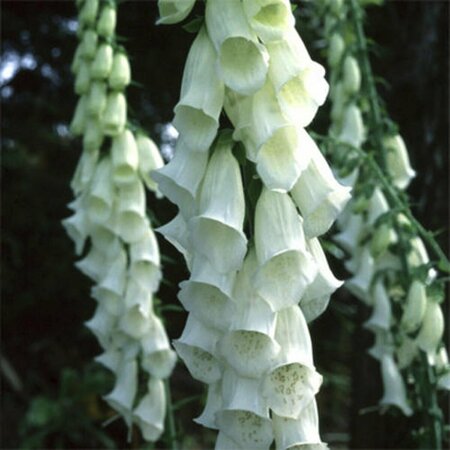 Digitalis purpurea 'Alba' C2 - afbeelding 4