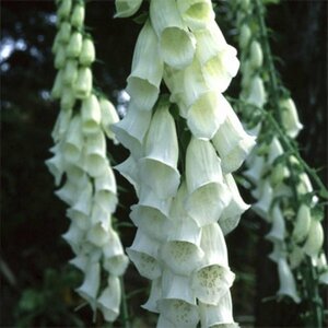 Digitalis purpurea 'Alba' C2 - afbeelding 4
