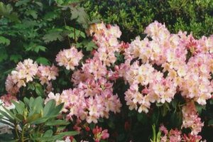 Rhododendron 'Percy Wiseman' 30/40 C. - afbeelding 1