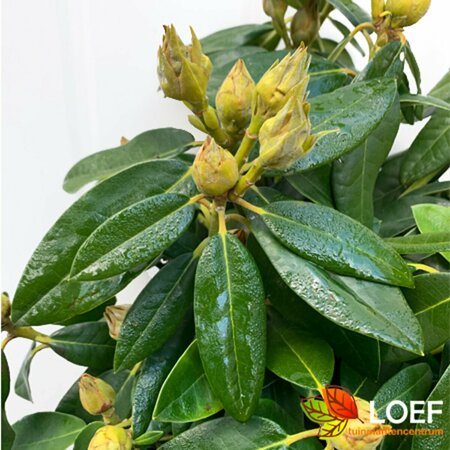 Rhododendron 'Percy Wiseman' 30/40 C. - afbeelding 2