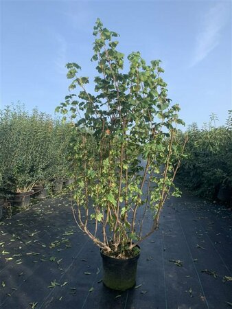 Ribes sanguineum 'King Edward VII' 80/100 C. - afbeelding 2