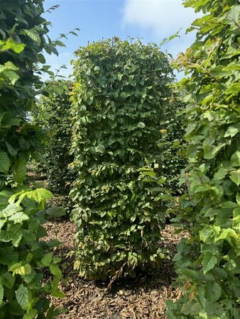 Carpinus betulus 100/125 C. - afbeelding 3