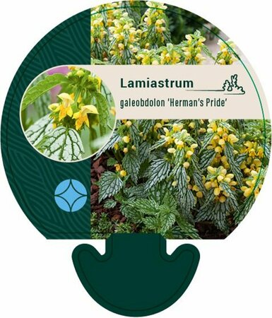 Lamiastrum galeobdolon 'Herman's Pride' P9 - afbeelding 2