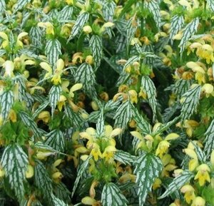 Lamiastrum galeobdolon 'Herman's Pride' P9 - afbeelding 1