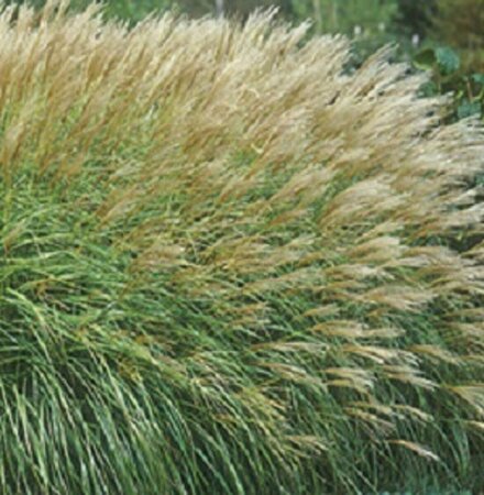 Miscanthus sinensis 'Adagio' C2 - afbeelding 3