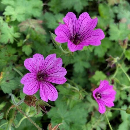 Geranium 'Elworthy Eyecatcher' C2