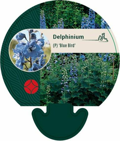 Delphinium pacific 'Blue Bird' C2 - afbeelding 3