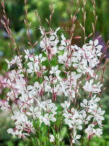 Gaura lindheimeri 'Whirling Butterflies' C2 - afbeelding 6