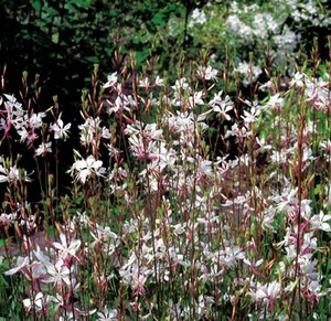 Gaura lindheimeri 'Whirling Butterflies' C2 - afbeelding 3