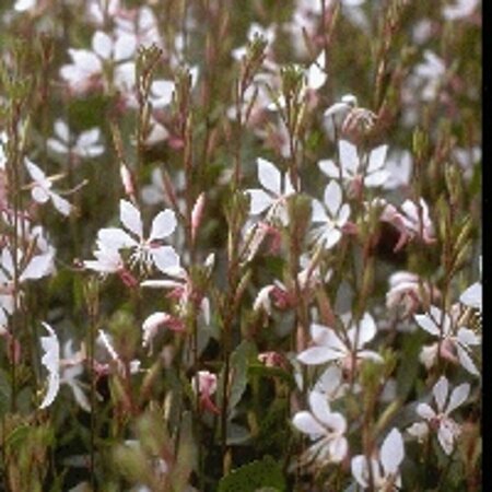 Gaura lindheimeri 'Whirling Butterflies' C2 - afbeelding 10