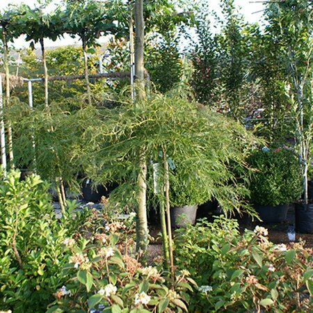 Acer palmatum 'Dissectum' 80/100 C. - afbeelding 4