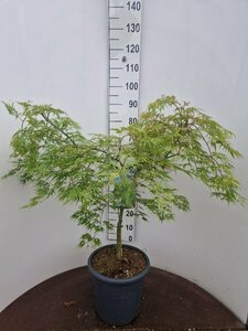 Acer palmatum 'Dissectum' 80/100 C. - afbeelding 2