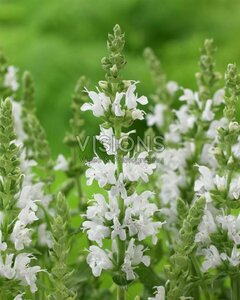 Salvia nemorosa 'Sensation White' P9 - afbeelding 2