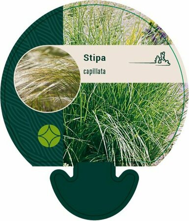 Stipa capillata P9 - afbeelding 1