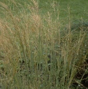 Stipa capillata P9 - afbeelding 2