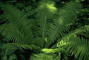 Matteuccia struthiopteris P11 - afbeelding 1