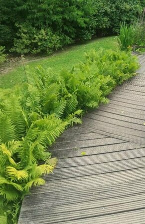 Matteuccia struthiopteris P11 - afbeelding 5