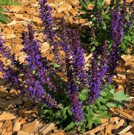 Salvia nemorosa 'Blaukönigin' P9 - afbeelding 3