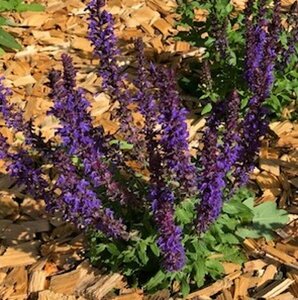 Salvia nemorosa 'Blaukönigin' P9 - afbeelding 3