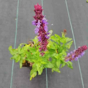 Salvia nemorosa 'Blaukönigin' P9 - afbeelding 1