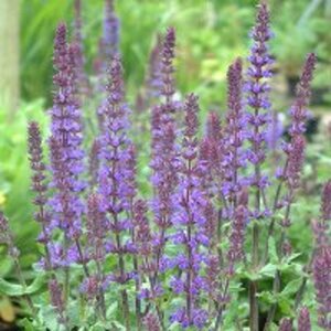 Salvia nemorosa 'Blaukönigin' P9 - afbeelding 4