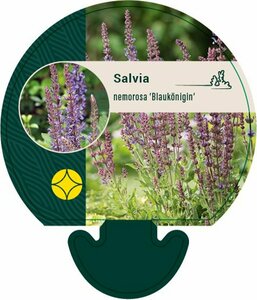 Salvia nemorosa 'Blaukönigin' P9 - afbeelding 2