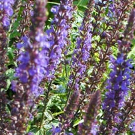 Salvia nemorosa 'Blaukönigin' P9 - afbeelding 5