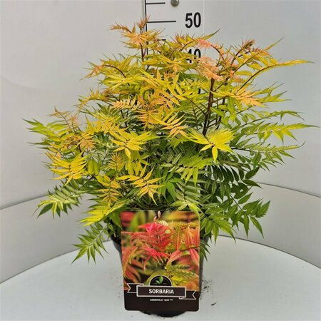 Sorbaria sorbifolia 'Sem' 30/40 C. - afbeelding 1