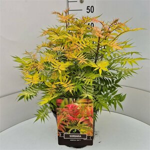 Sorbaria sorbifolia 'Sem' 30/40 C. - afbeelding 1