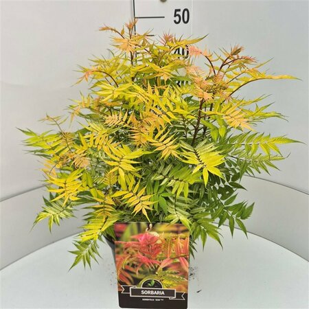 Sorbaria sorbifolia 'Sem' 30/40 C. - afbeelding 2