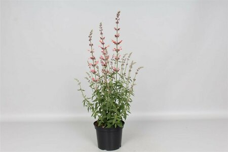 Agastache 'Fleur' P9 - afbeelding 3