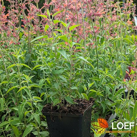Agastache 'Fleur' P9 - afbeelding 4