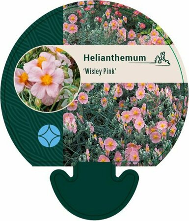 Helianthemum 'Wisley Pink' P9