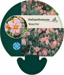 Helianthemum 'Wisley Pink' P9