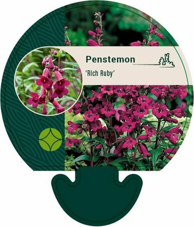 Penstemon 'Rich Ruby' P9