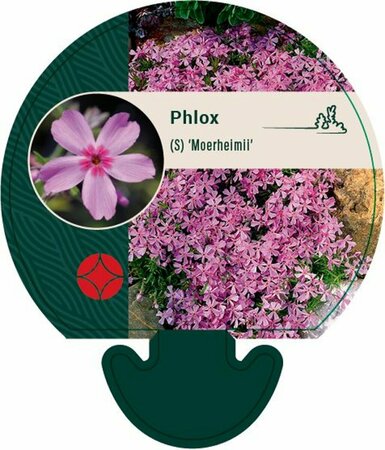 Phlox subulata 'Moerheimii' P9 - afbeelding 2