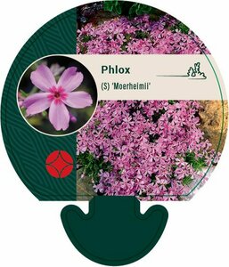 Phlox subulata 'Moerheimii' P9 - afbeelding 2