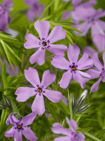 Phlox subulata 'Moerheimii' P9 - afbeelding 4