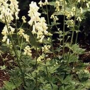 Aconitum septentrionale 'Ivorine' P9 - afbeelding 2